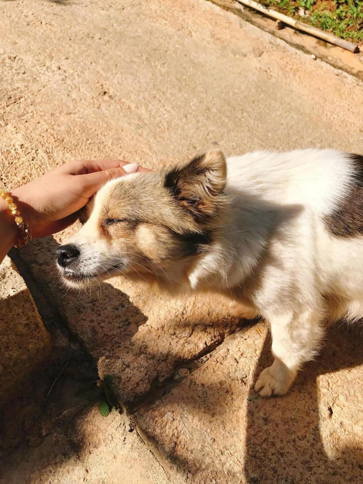 Vuon Nha Cui Homestay Dalat Luaran gambar